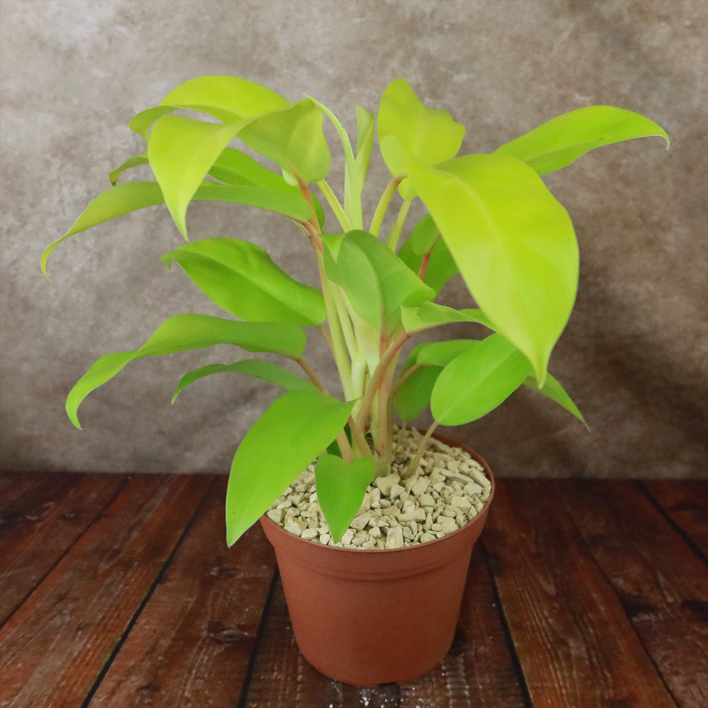 Philodendron ‘Golden Goddess’