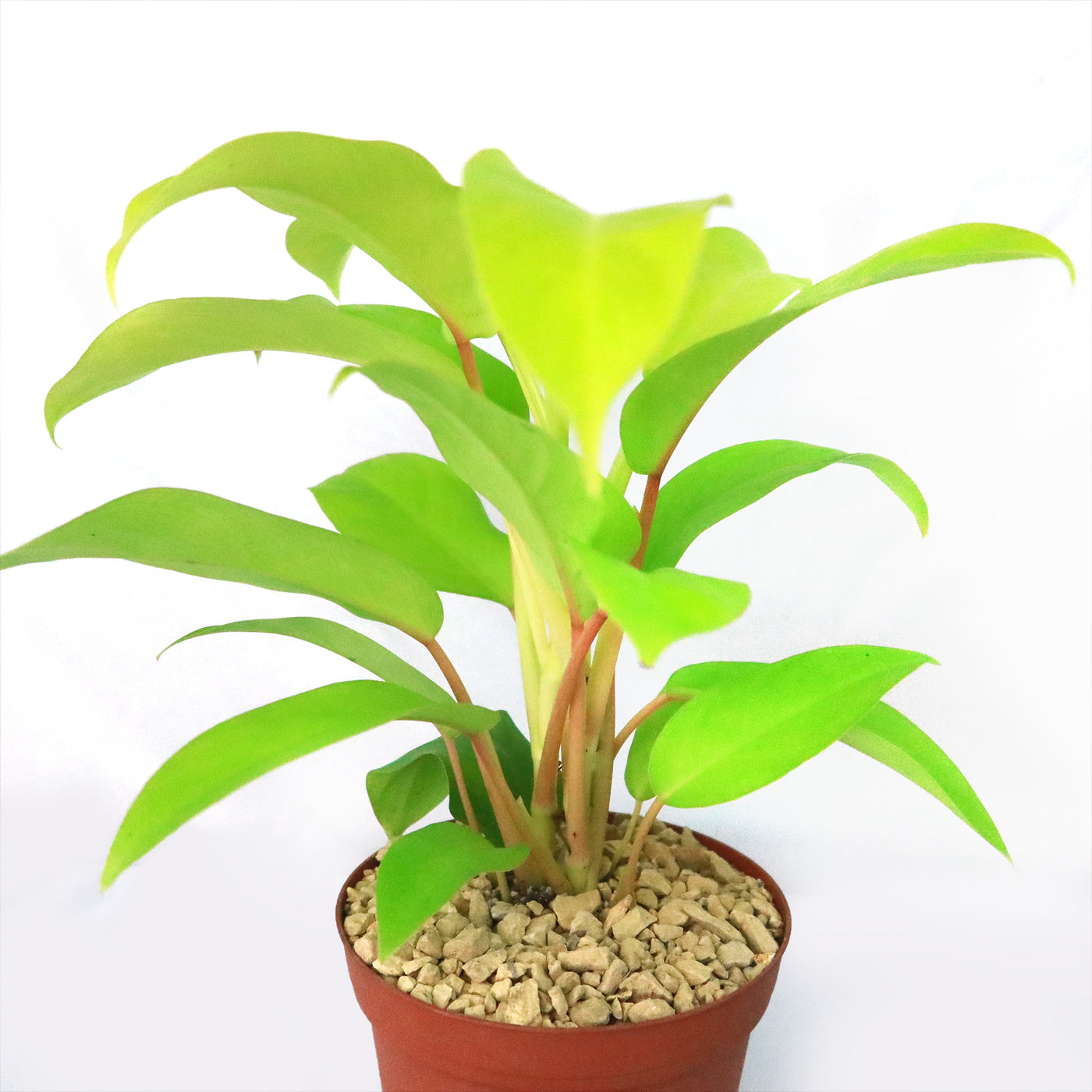 Golden Goddess Philodendron 6" Pot / Teal / Without Pot