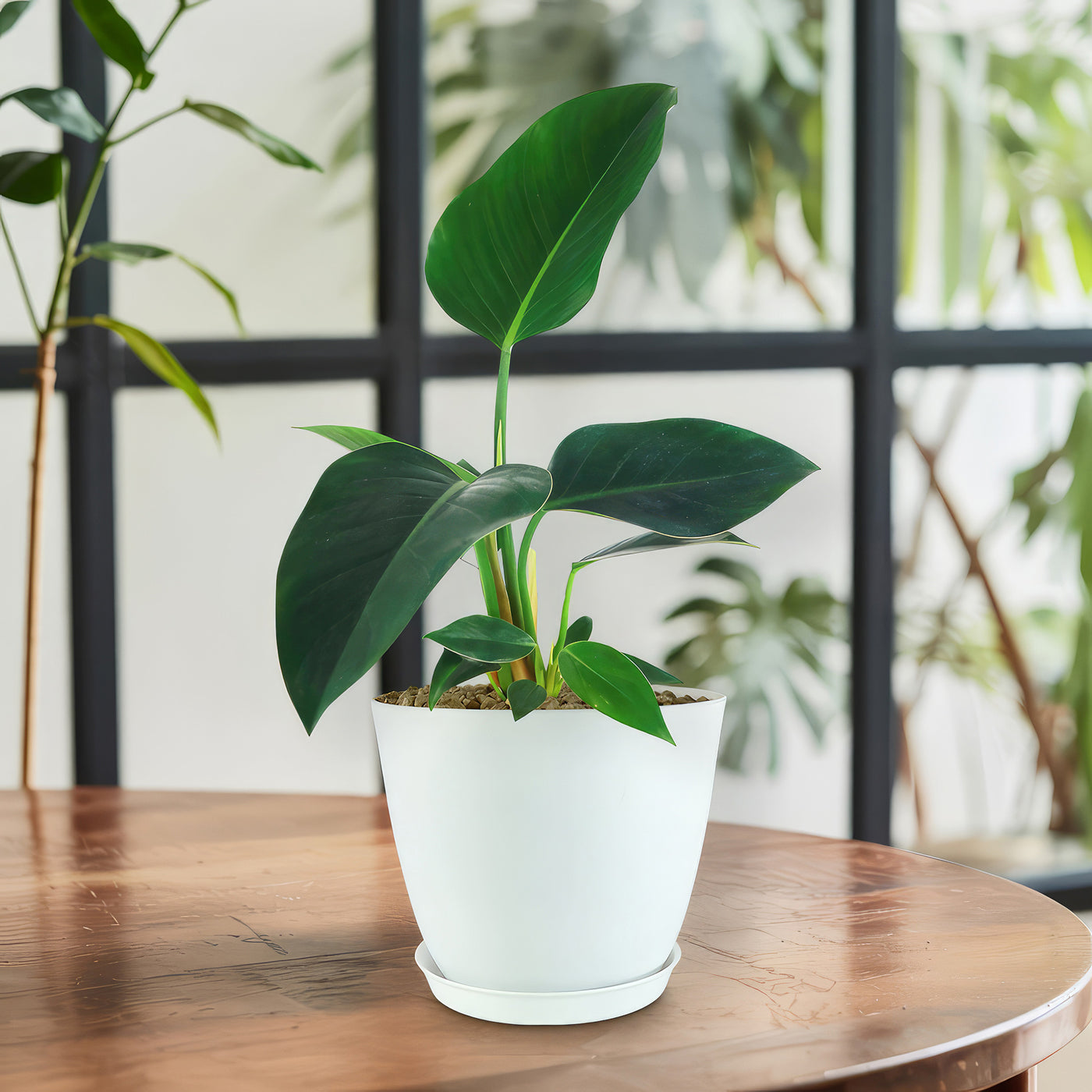 philodendron green congo indoor care ‘Green Congo’ Philodendron 2 Gal. / Black / No Pot