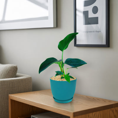 Philodendron ‘Green Congo’