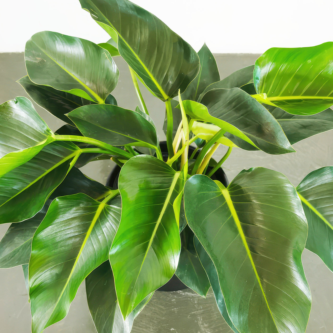 Philodendron ‘Green Congo’