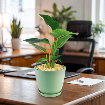 Philodendron ‘Green Congo’