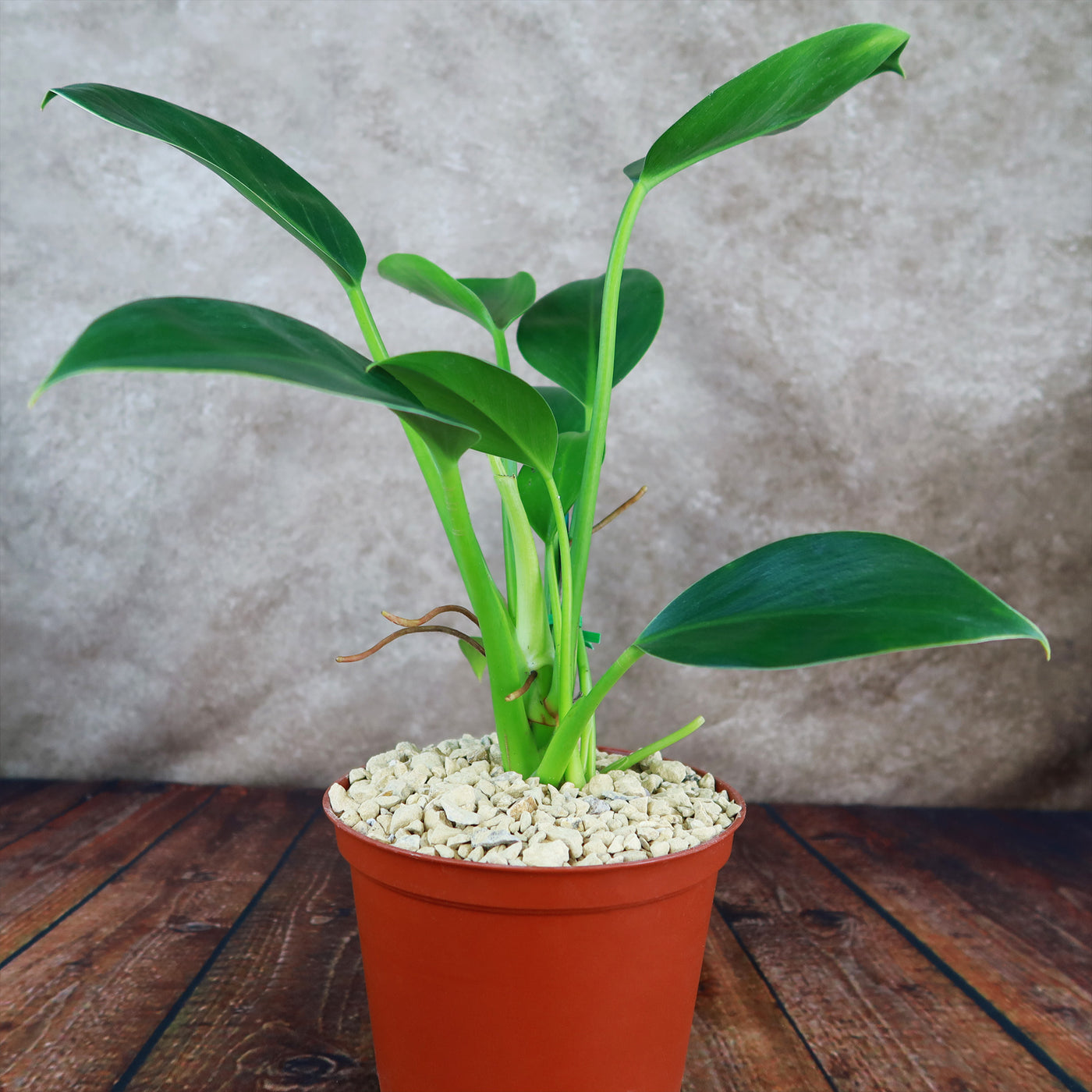 green dragon philodendron ‘Green Princess’ Philodendron 6" Pot / Self Watering / Without Pot