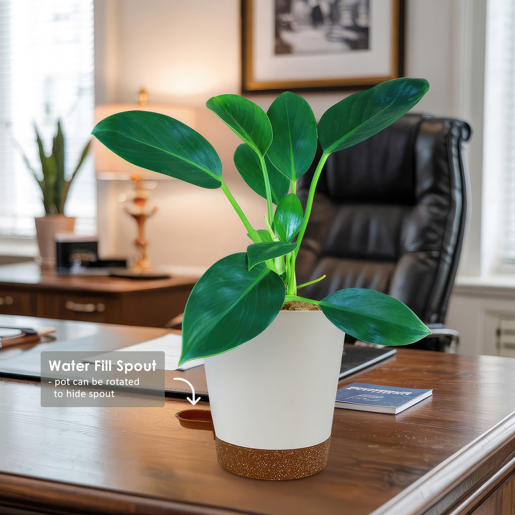 Philodendron ‘Green Princess’