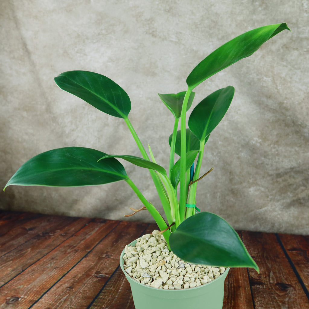 Philodendron ‘Green Princess’