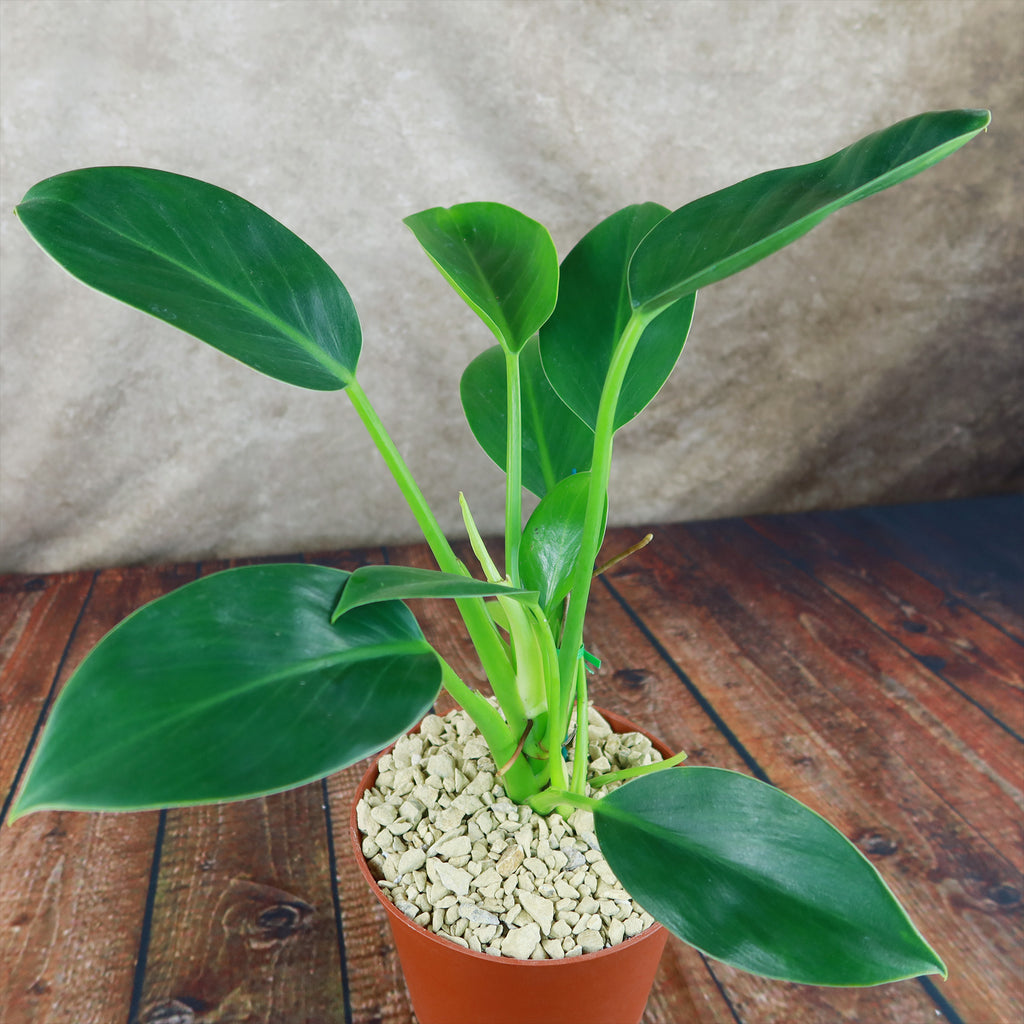 Philodendron ‘Green Princess’