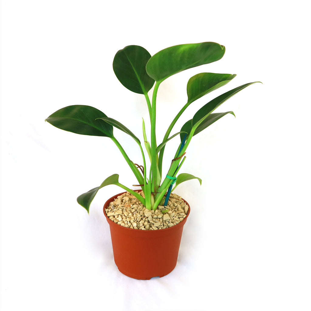 Philodendron ‘Green Princess’