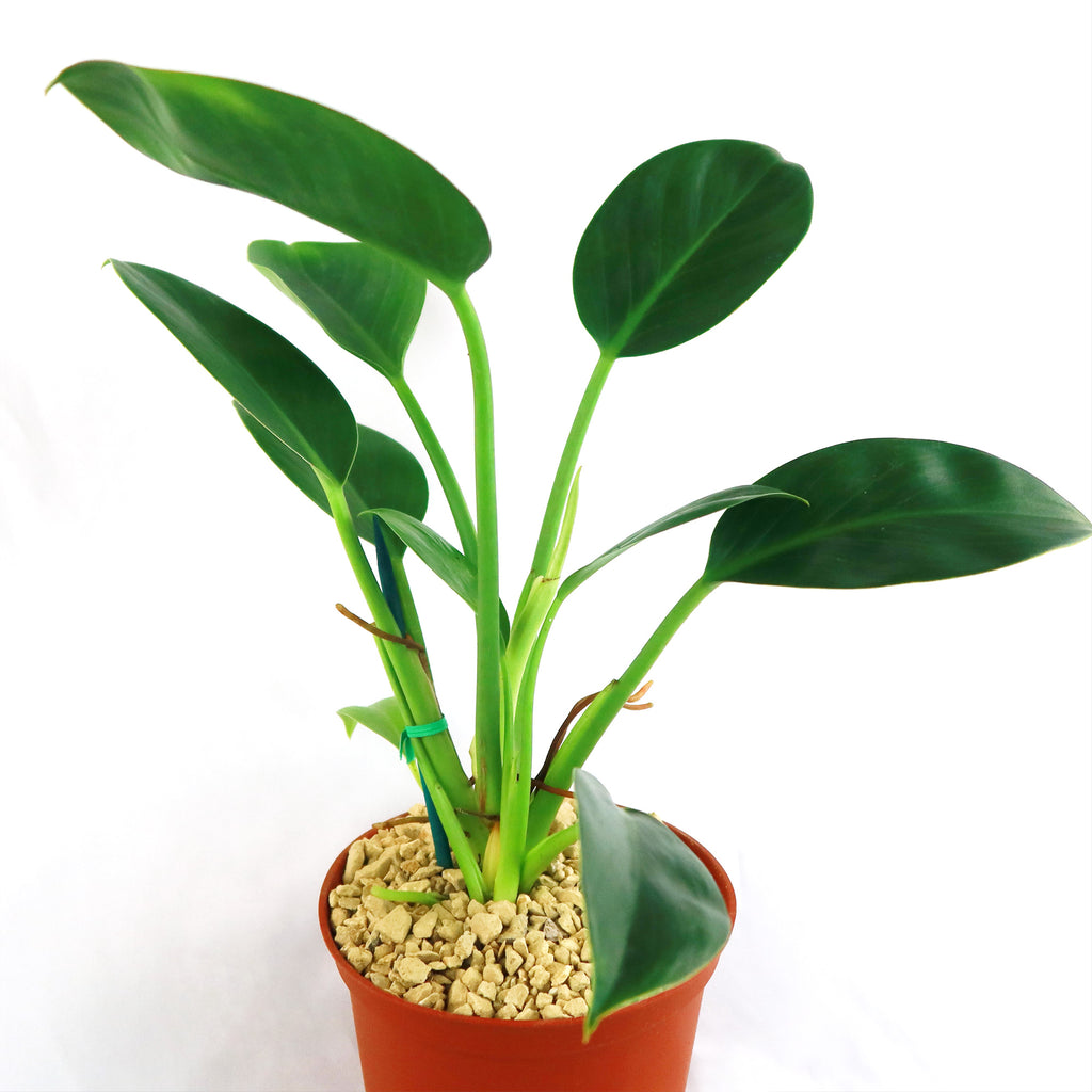 Philodendron ‘Green Princess’