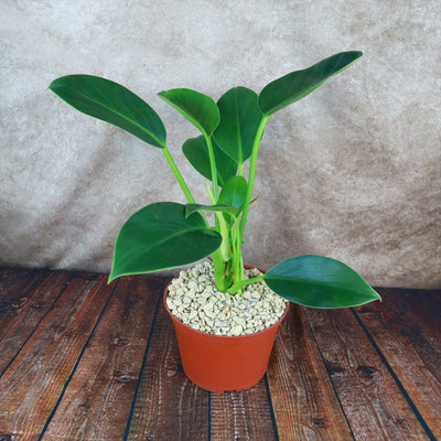 compact philodendron ‘Green Princess’ Philodendron 6" Pot / Self Watering / Without Pot