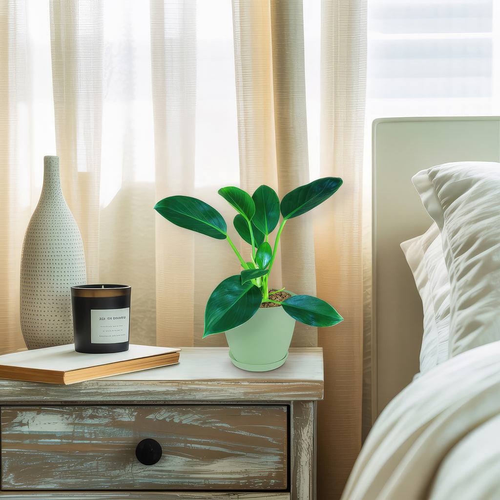 Philodendron ‘Green Princess’