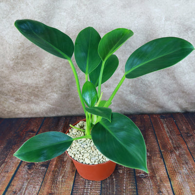 philodendron green princess nz ‘Green Princess’ Philodendron 6" Pot / Self Watering / Without Pot
