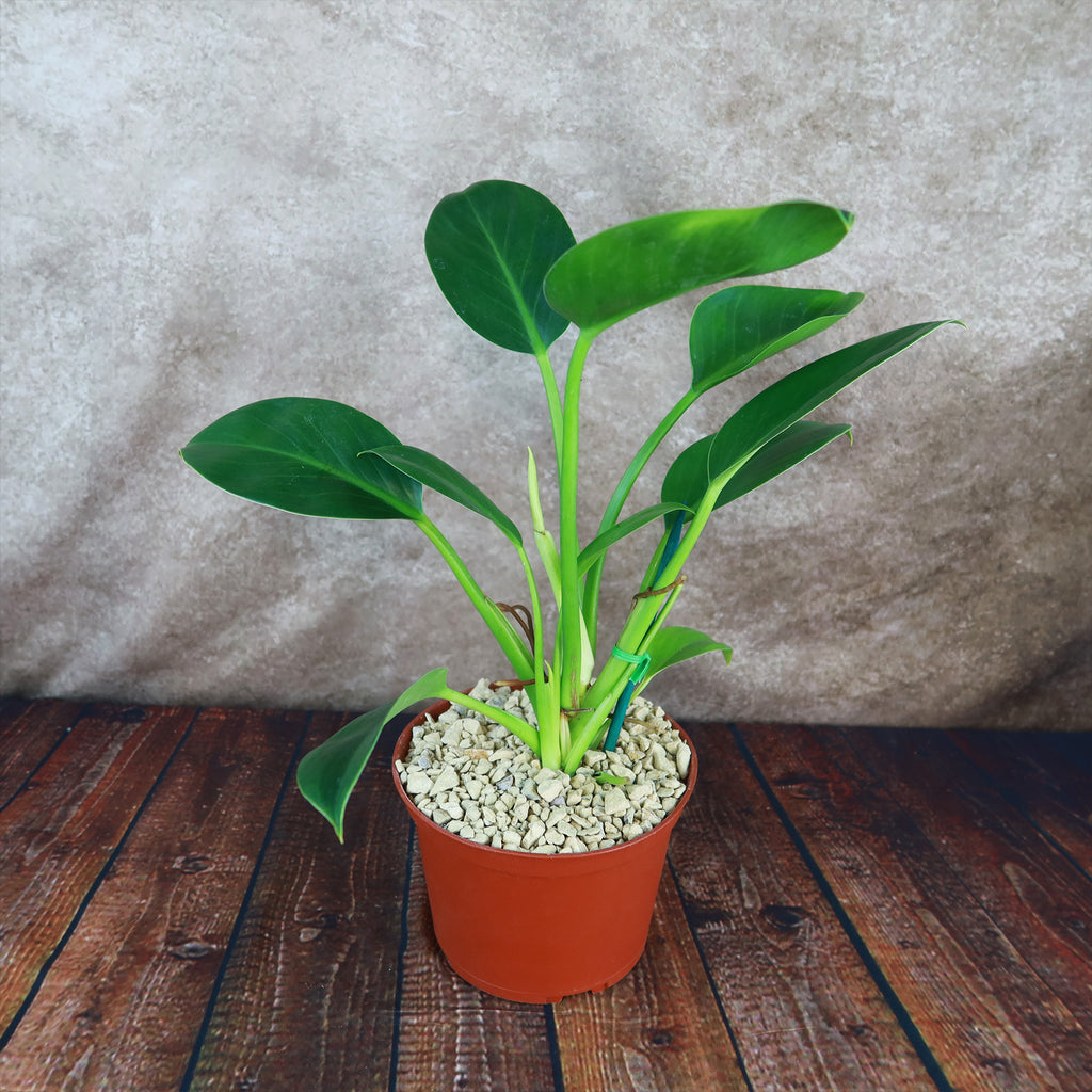 Philodendron ‘Green Princess’