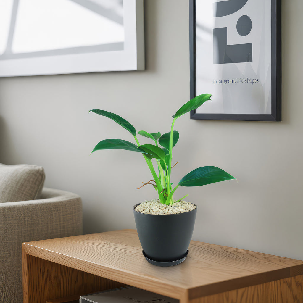 Philodendron ‘Green Princess’