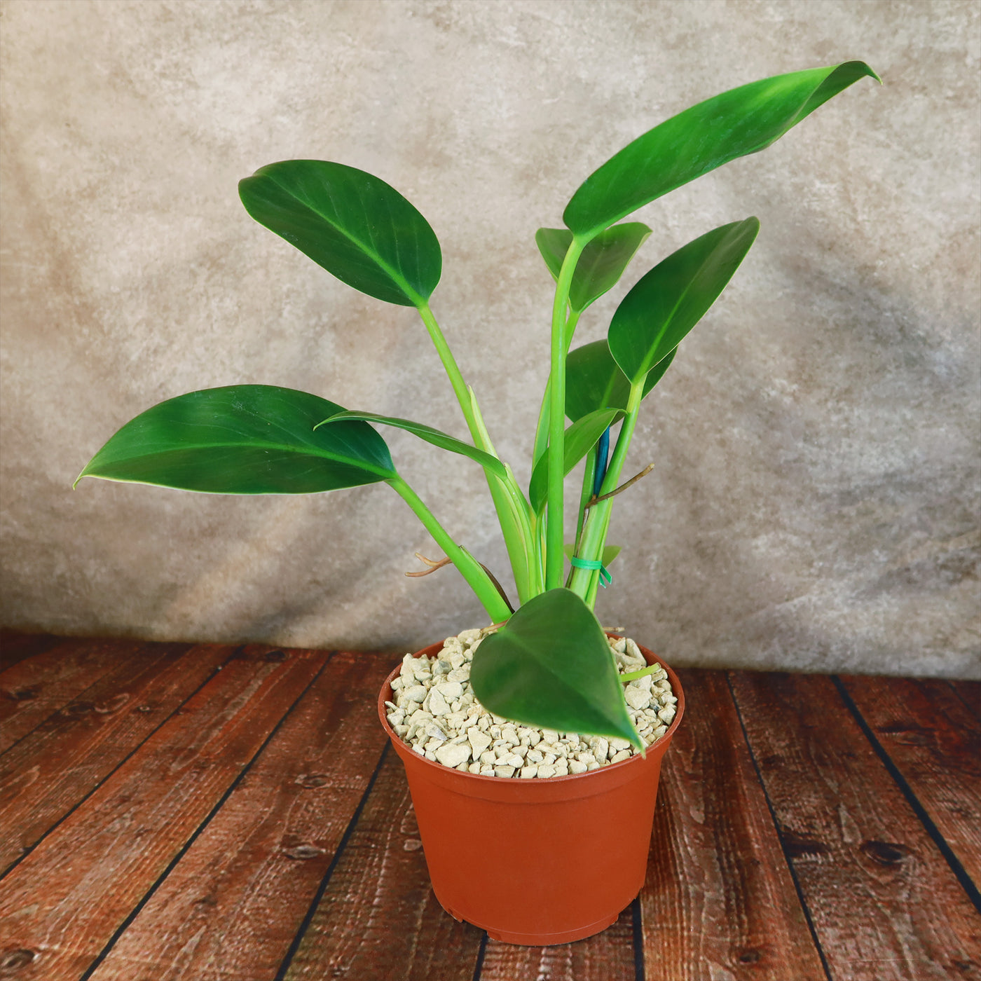 philodendron precio ‘Green Princess’ Philodendron 6" Pot / Self Watering / Without Pot