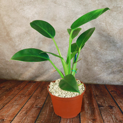 philodendron green princess variegata ‘Green Princess’ Philodendron 6" Pot / Self Watering / Without Pot