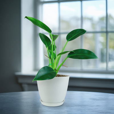 philodendron bifurcatum Platycerium bifurcatum main image 1