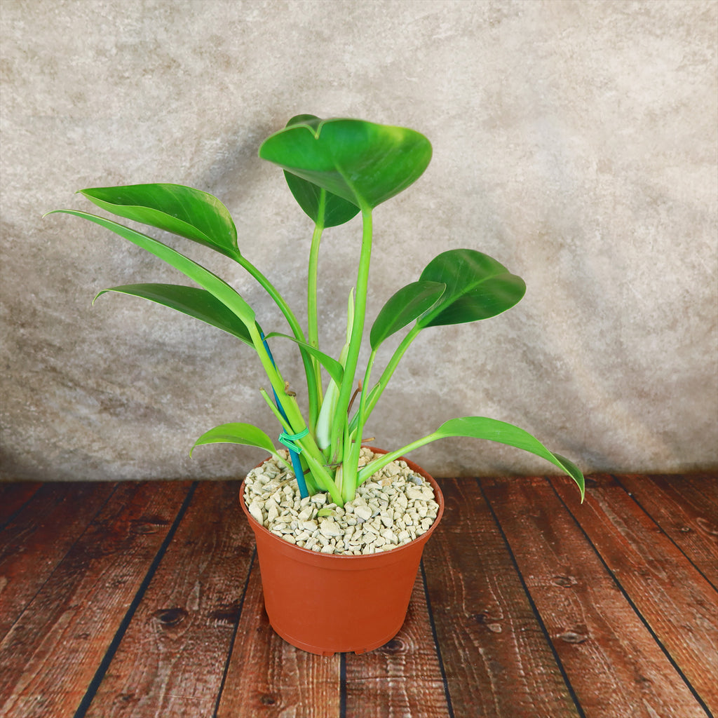 Philodendron ‘Green Princess’