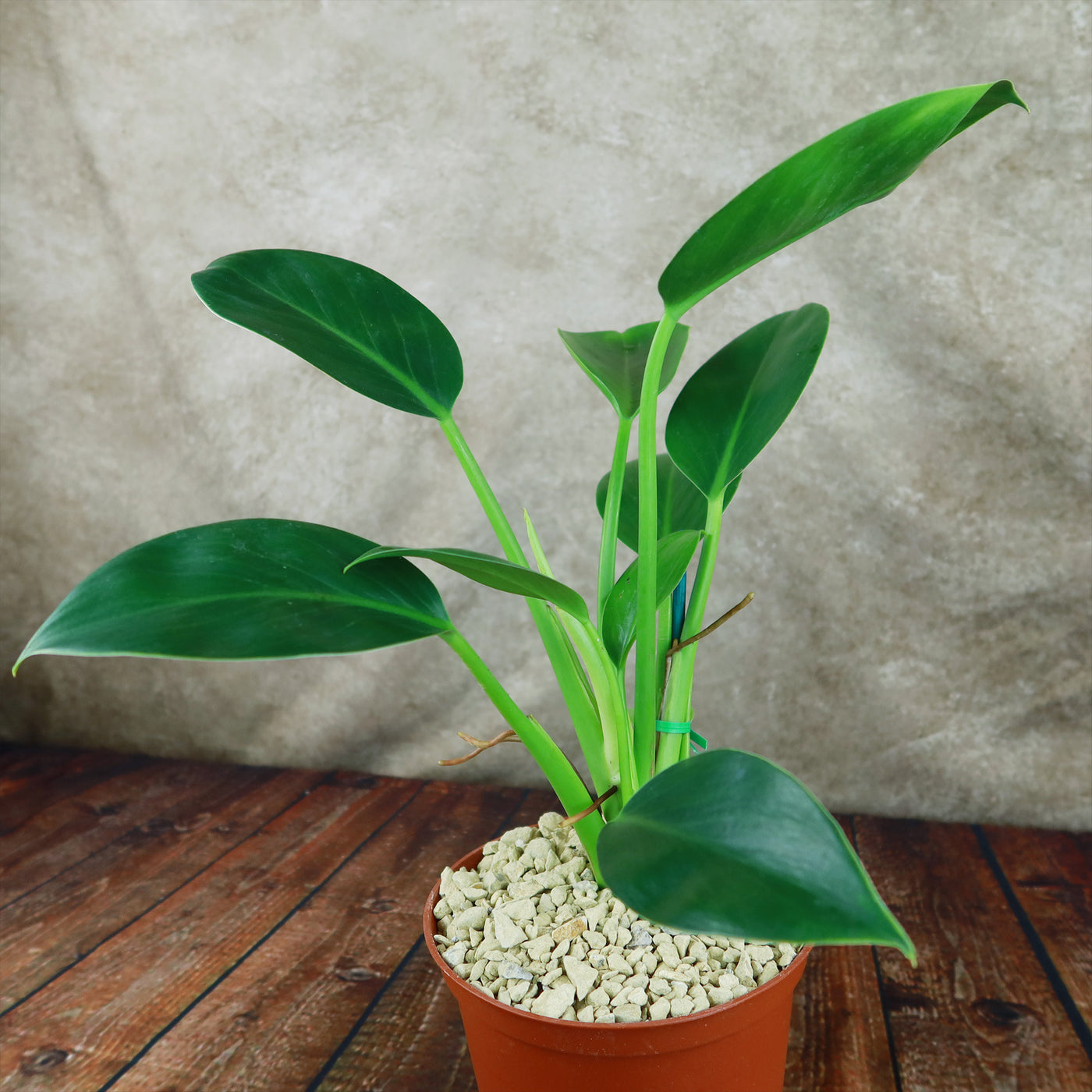 green climbing philodendron ‘Green Princess’ Philodendron 6" Pot / Self Watering / Without Pot