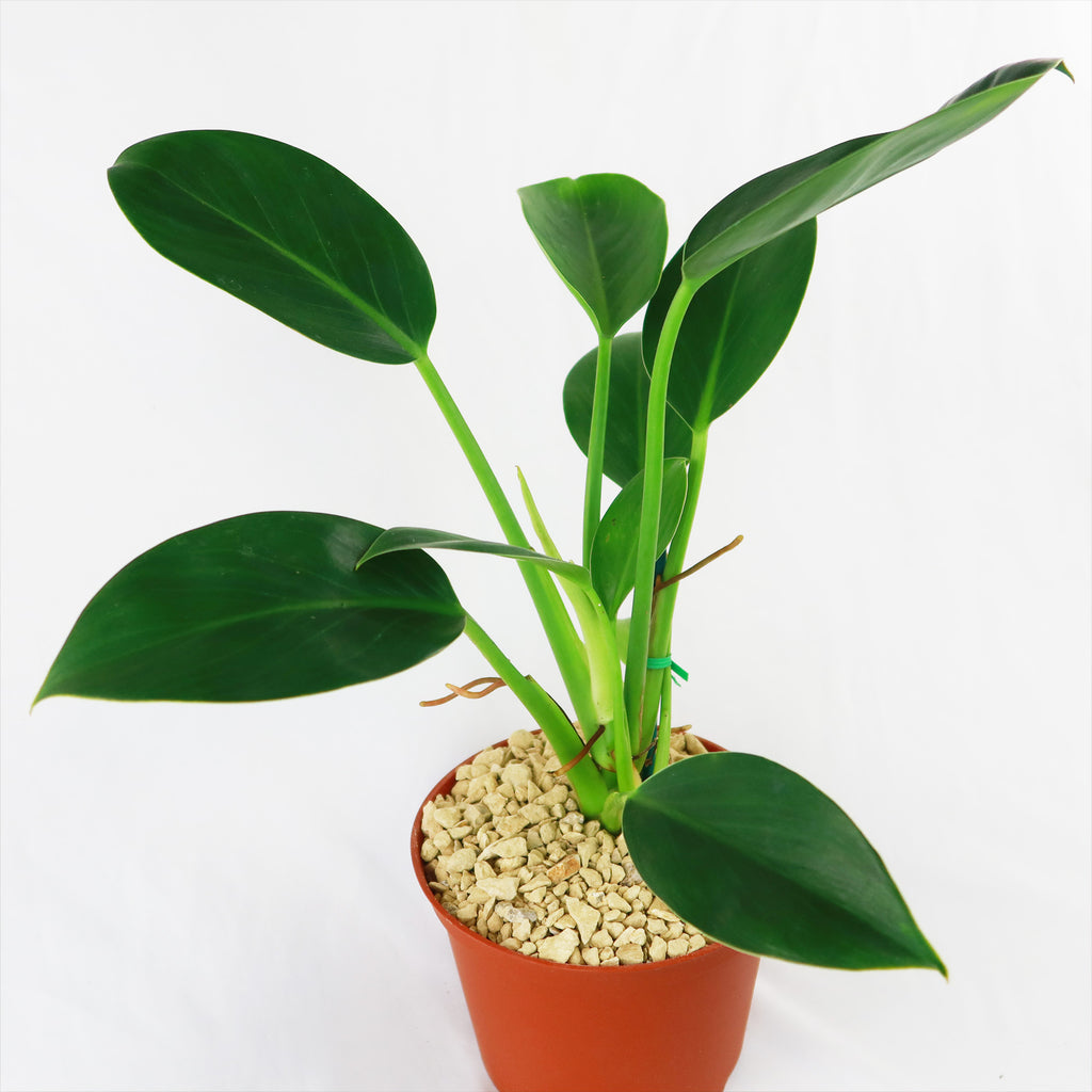 Philodendron ‘Green Princess’
