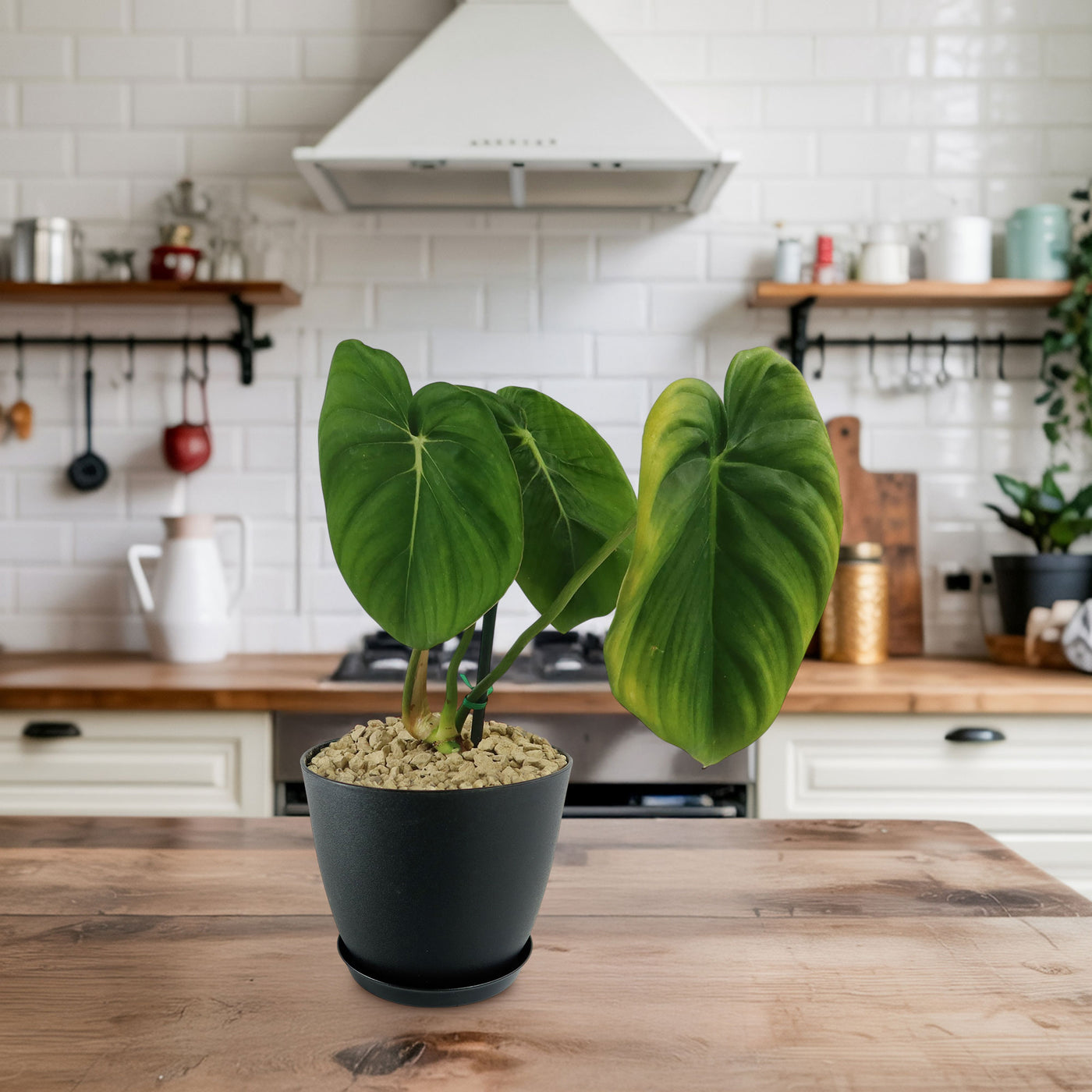 philodendron mcdowell care Shop 'Philodendron Mcdowell' Care & Growing Guide