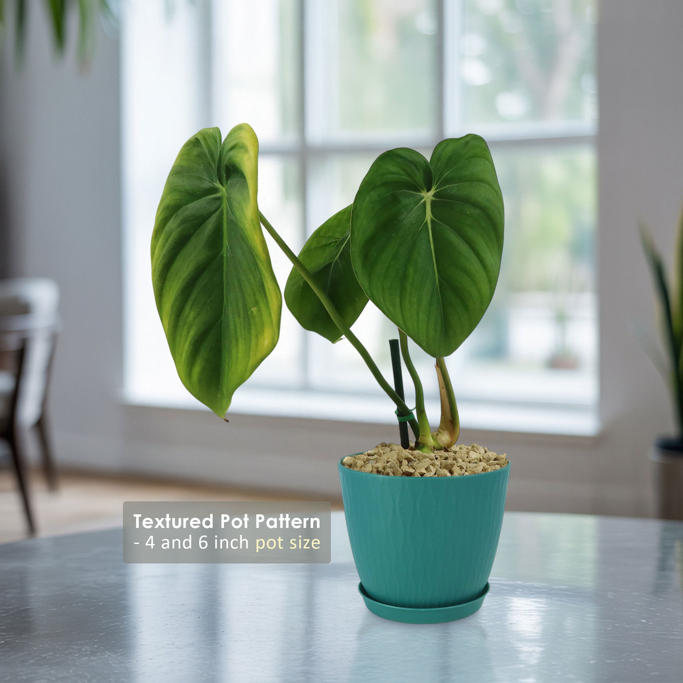 philodendron dean mcdowell for sale Shop 'Philodendron Mcdowell' Care & Growing Guide