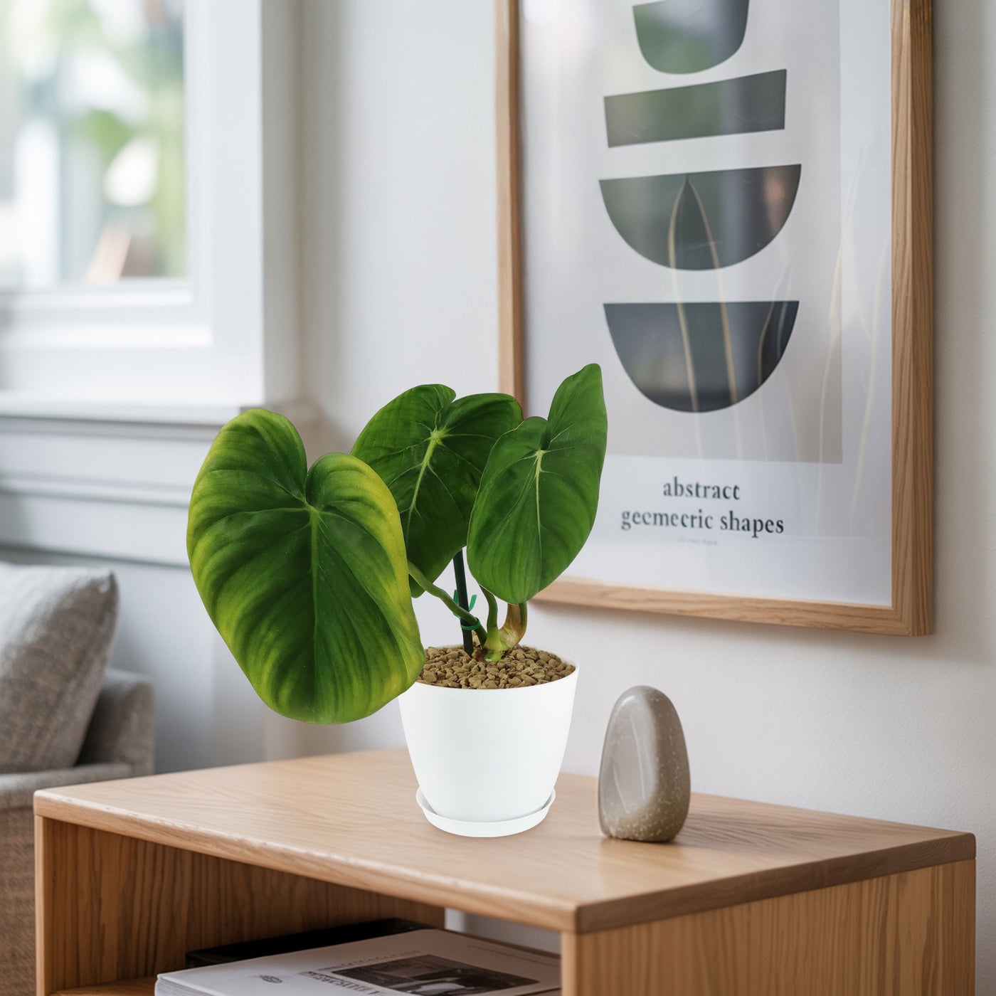philodendron cross mcdowell Shop 'Philodendron Mcdowell' Care & Growing Guide