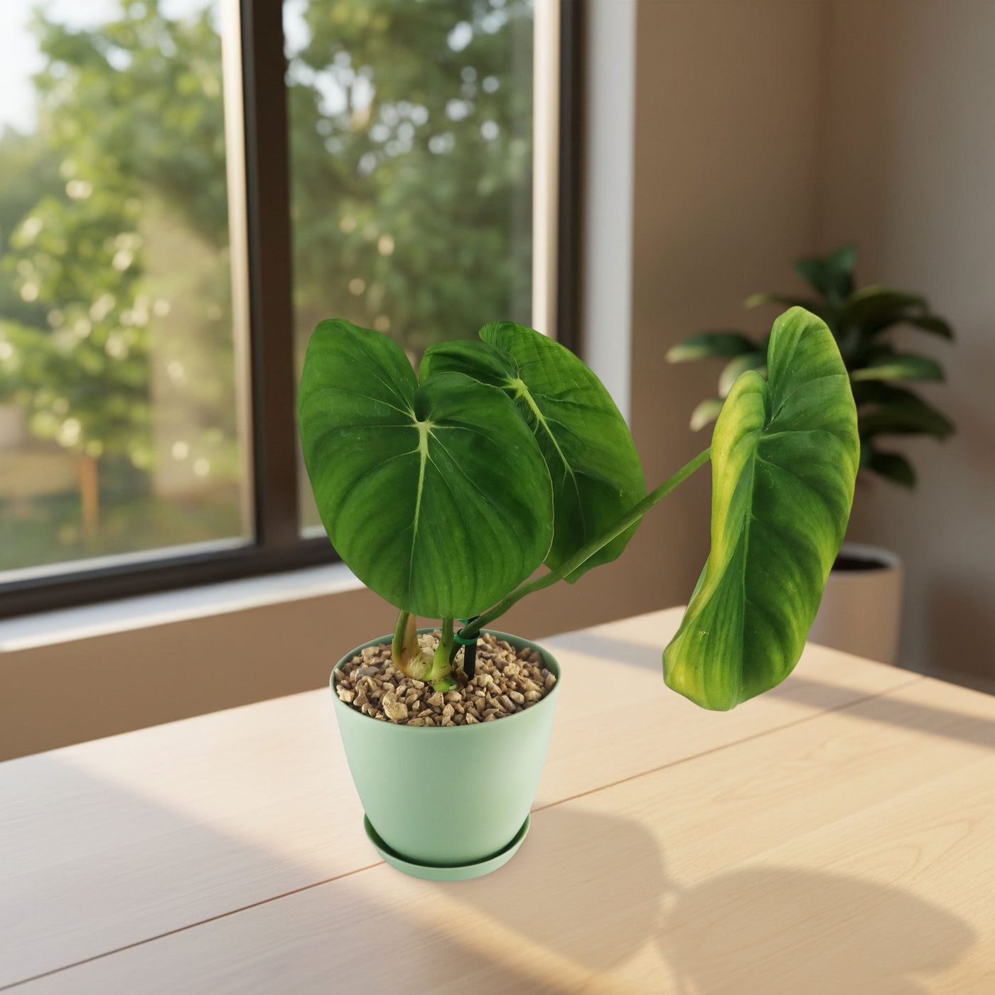 philodendron duke Shop 'Philodendron Mcdowell' Care & Growing Guide