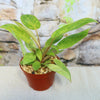 Painted Lady Philodendron