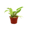 Painted Lady Philodendron