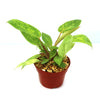 Painted Lady Philodendron