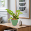 Painted Lady Philodendron