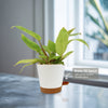 Painted Lady Philodendron