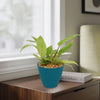 Painted Lady Philodendron