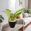 Painted Lady Philodendron
