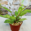 Painted Lady Philodendron
