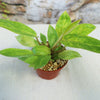 Painted Lady Philodendron
