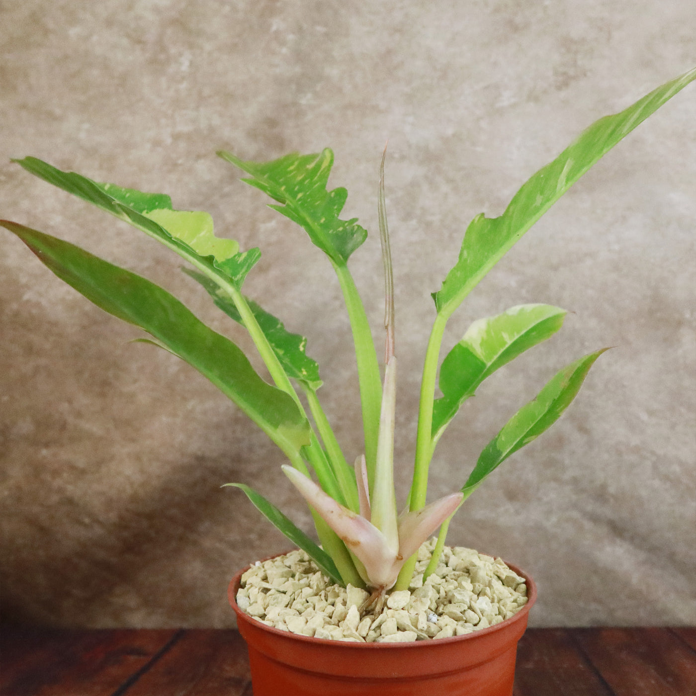 philodendron with wavy edges Shop 'Philodendron Ring of Fire' Care & Growing Guide