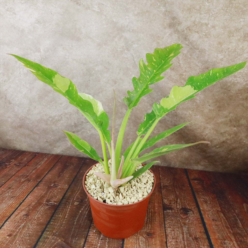 Ring of Fire Plant - Philodendron ‘Ring of Fire’