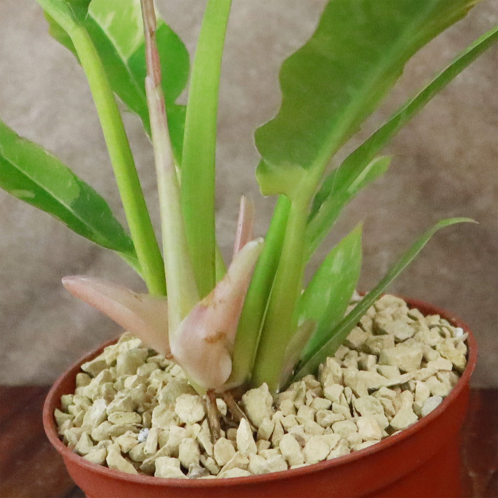 Ring of Fire Plant - Philodendron ‘Ring of Fire’