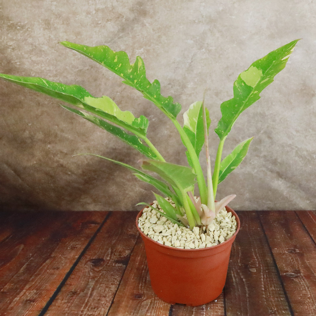 Ring of Fire Plant - Philodendron ‘Ring of Fire’