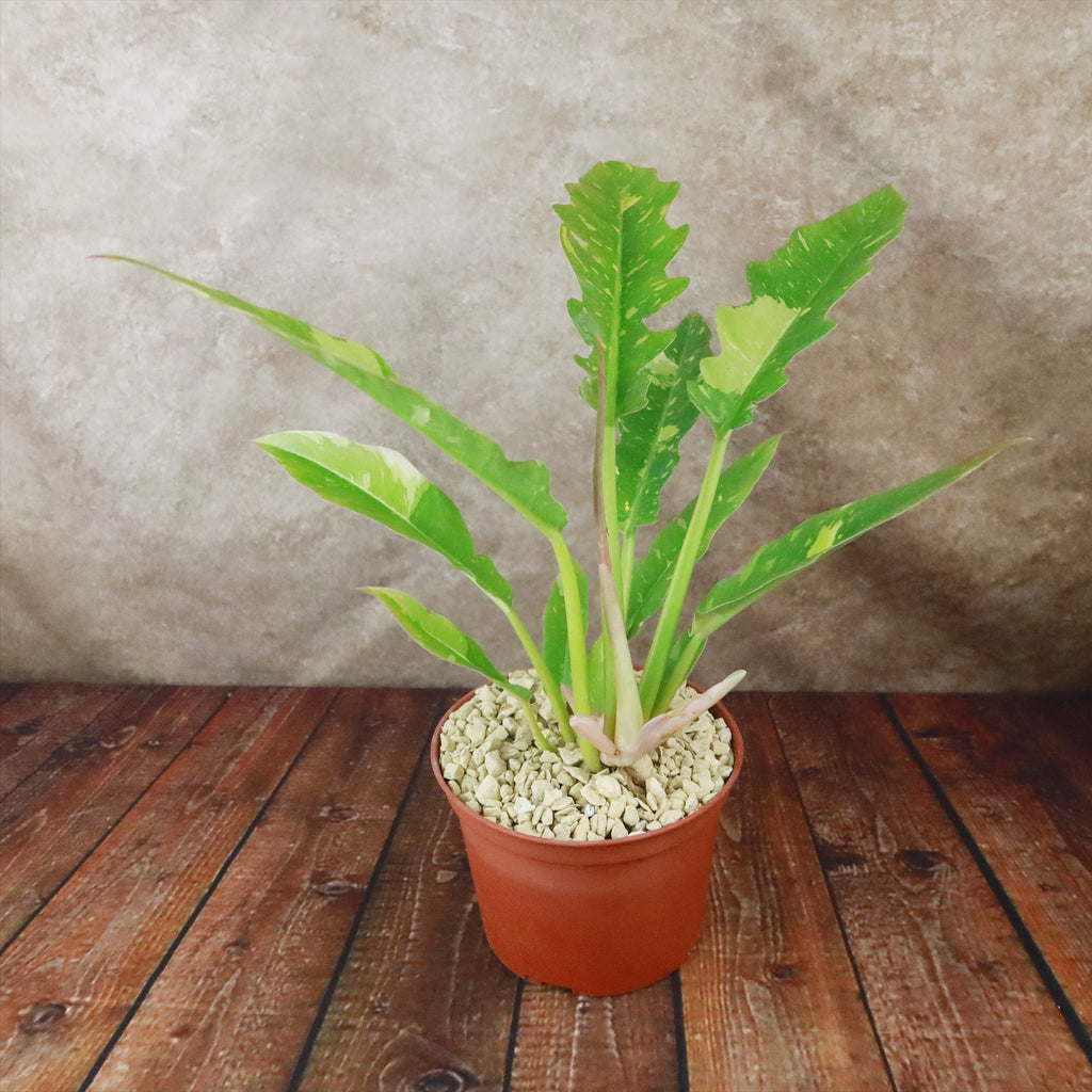 Ring of Fire Plant - Philodendron ‘Ring of Fire’