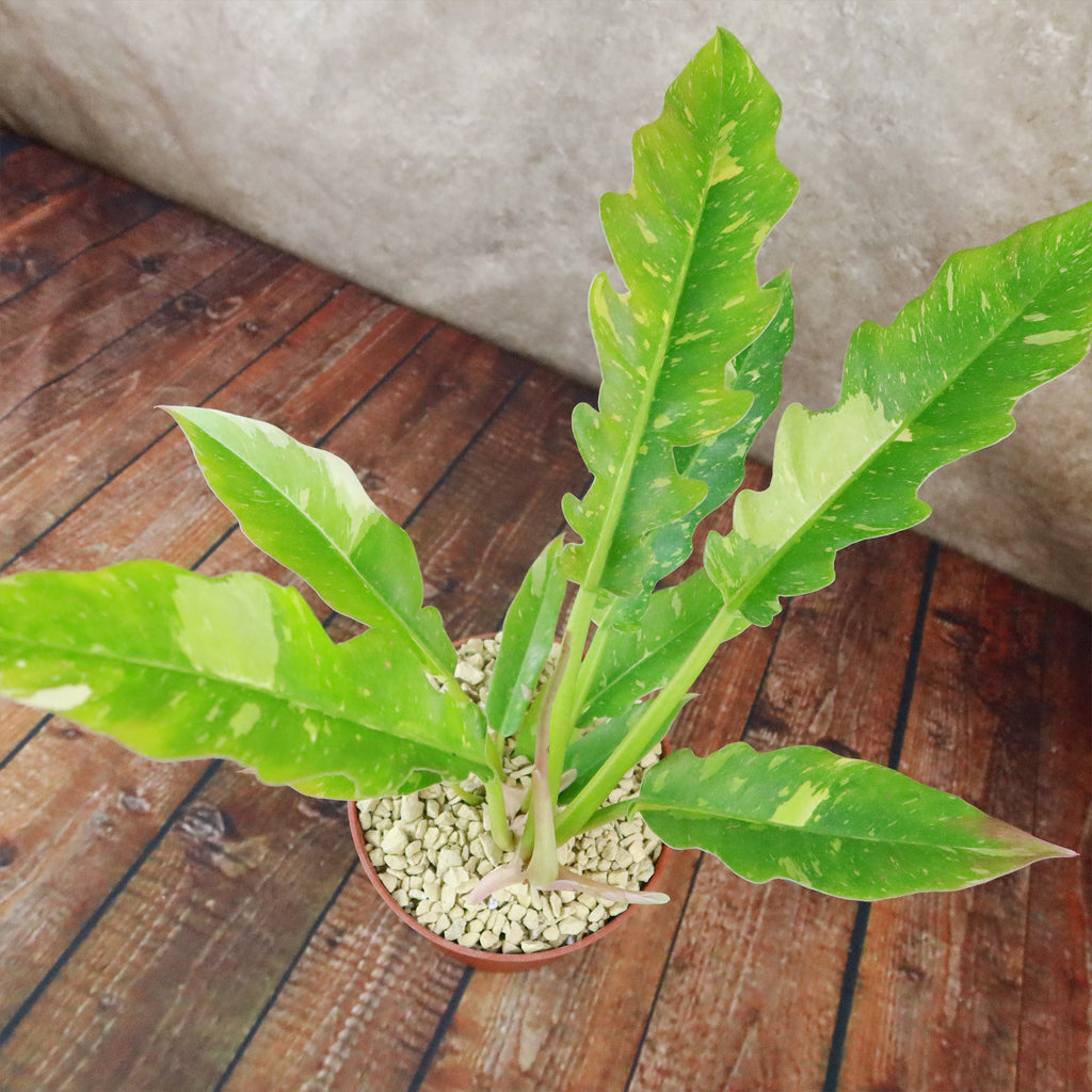 Ring of Fire Plant - Philodendron ‘Ring of Fire’