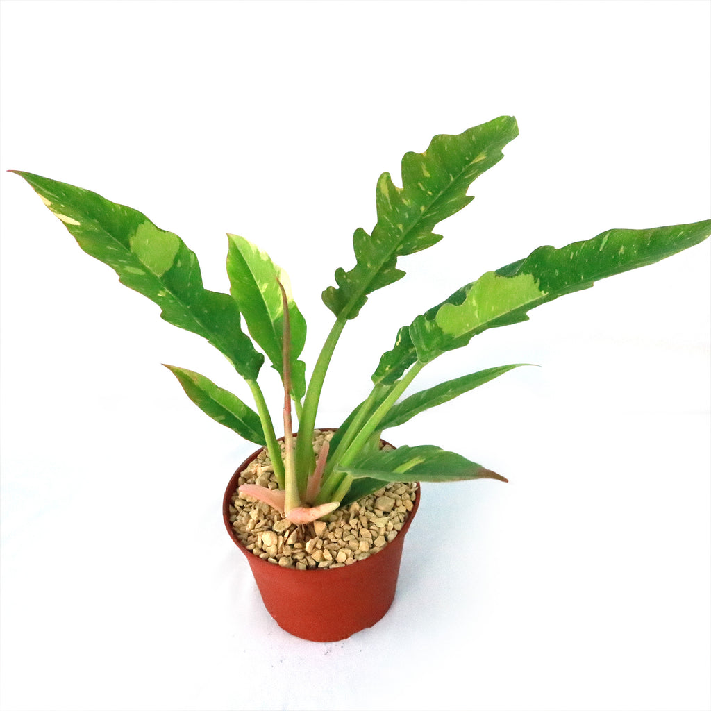 Ring of Fire Plant - Philodendron ‘Ring of Fire’