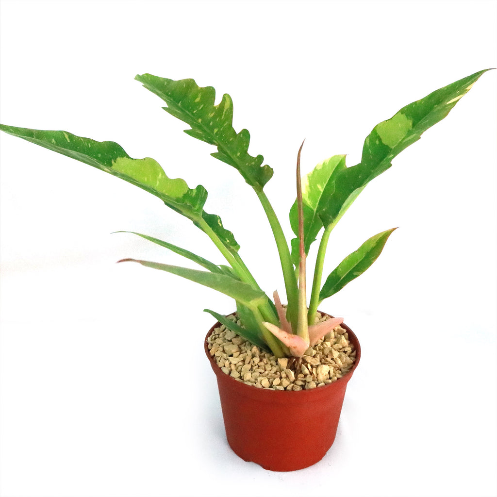 Ring of Fire Plant - Philodendron ‘Ring of Fire’