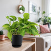 A Philodendron ‘brasil’, a colorful variegated houseplant, on a wooden table in a bright living room with decor and other plants.