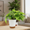 Philodendron ‘brasil’ in a white pot with a brown base and orange water fill spout on a wooden table; blurred background.