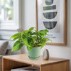 A Philodendron ‘brasil’ with air-purifying leaves sits on a light wooden shelf near a gray stone and framed art, sunlight behind.