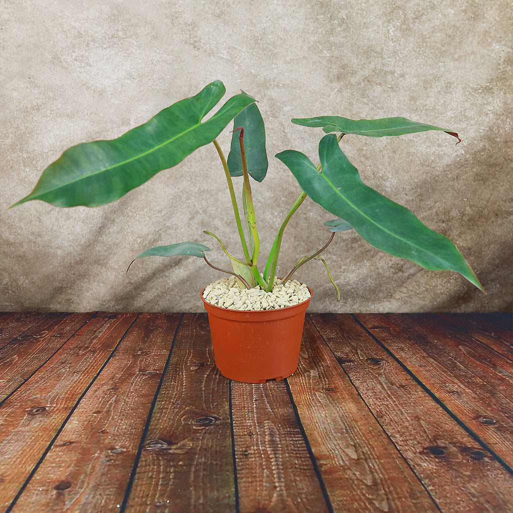 Philodendron atabapoense