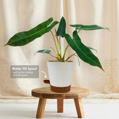 tall philodendron Shop 'Philodendron atabapoense' Care & Growing Guide