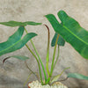 Philodendron atabapoense
